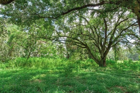 Land in Dover, Florida № 1366176 - photo 7