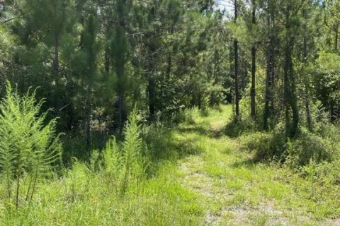 Land in Palatka, Florida № 1288412 - photo 3