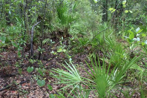 Land in Pierson, Florida № 1301249 - photo 10