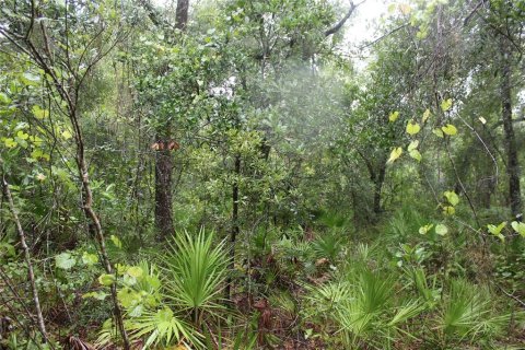 Land in Pierson, Florida № 1301249 - photo 7