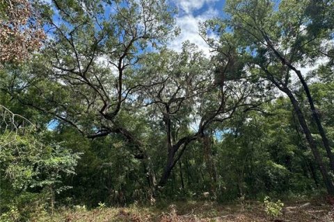 Terreno en venta en Micanopy, Florida № 1367877 - foto 4