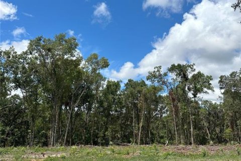 Land in Micanopy, Florida № 1367877 - photo 13