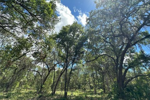 Land in Micanopy, Florida № 1367877 - photo 17