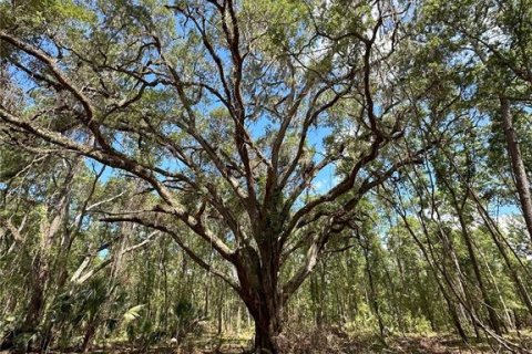 Terreno en venta en Micanopy, Florida № 1367877 - foto 5