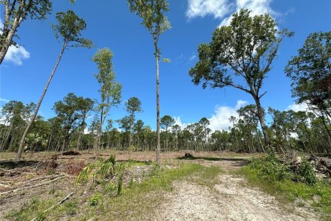 Terrain à vendre à Micanopy, Floride № 1367877 - photo 6