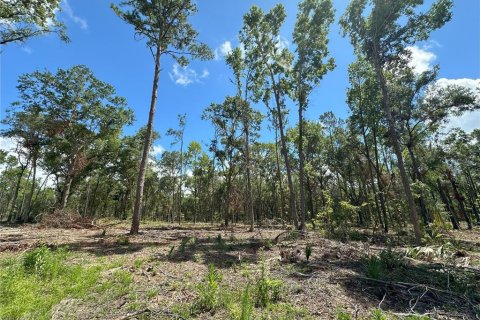 Land in Micanopy, Florida № 1367877 - photo 7