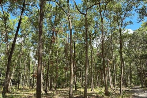 Land in Micanopy, Florida № 1367877 - photo 9