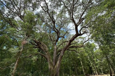 Land in Micanopy, Florida № 1367877 - photo 3