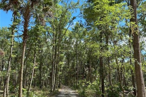 Land in Micanopy, Florida № 1367877 - photo 1