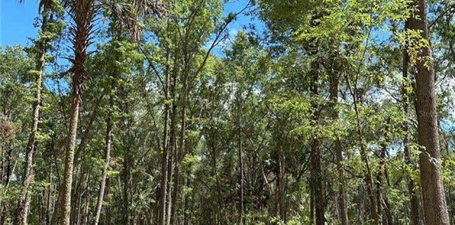 Terreno en Micanopy, Florida № 1367877