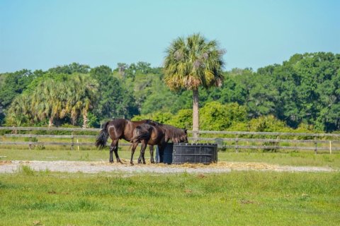 Land in Wesley Chapel, Florida № 1401890 - photo 1