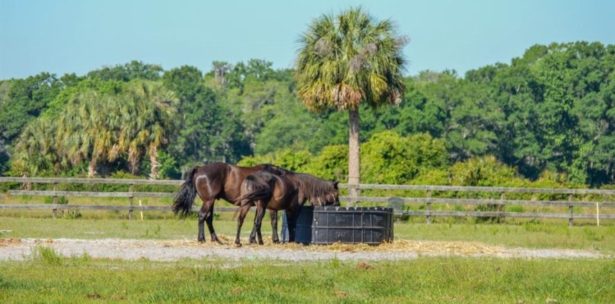 Land in Wesley Chapel, Florida № 1401890