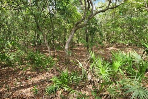 Terreno en venta en Chiefland, Florida № 1246206 - foto 2