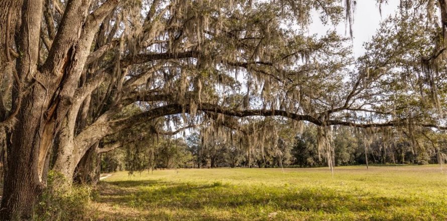 Terrain à Ocala, Floride № 1108365