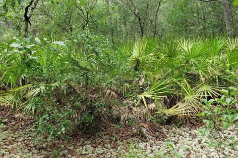 Terrain à vendre à Keystone Heights, Floride № 1372154 - photo 4