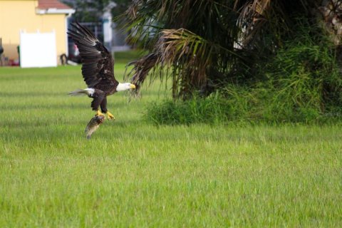 Land in Punta Gorda, Florida № 1196069 - photo 12