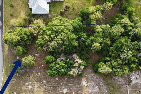 Land in DeLand, Florida № 1362970 - photo 5