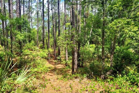 Land in Eustis, Florida № 1243163 - photo 25