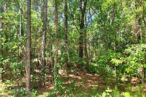 Terrain à vendre à Eustis, Floride № 1243163 - photo 6