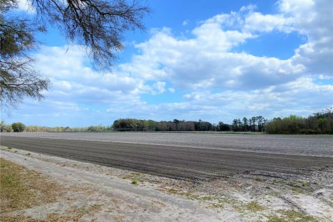 Land in Alachua, Florida № 215369 - photo 5