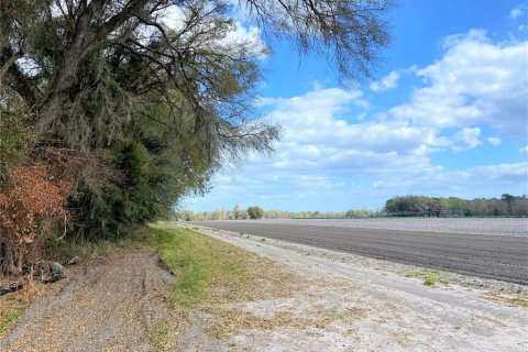 Land in Alachua, Florida № 215369 - photo 14