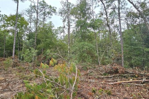 Terreno en venta en Williston, Florida № 1363345 - foto 7