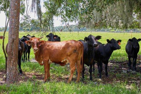 Land in Okeechobee, Florida № 1151837 - photo 24