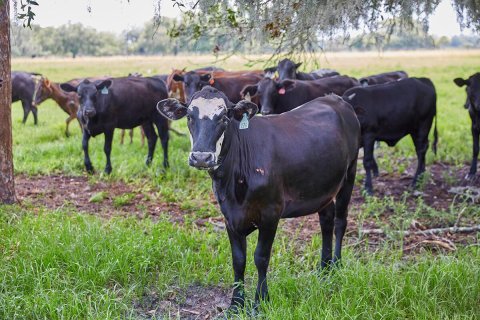 Land in Okeechobee, Florida № 1151837 - photo 23