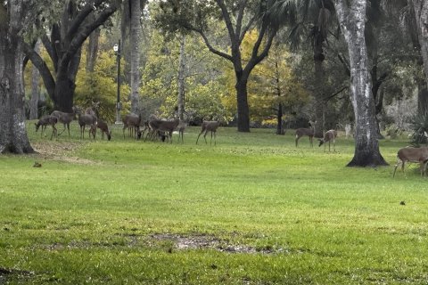 Land in Okeechobee, Florida № 1227713 - photo 23