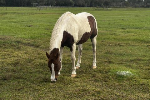 Land in Okeechobee, Florida № 1227713 - photo 18