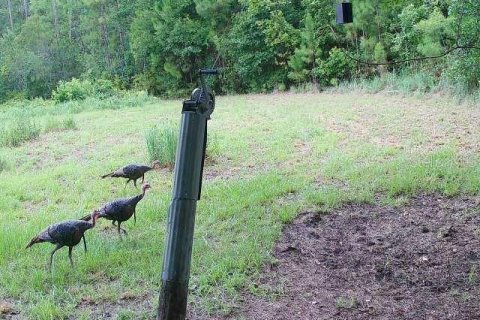 Terreno en venta en Ocklawaha, Florida № 1308197 - foto 18