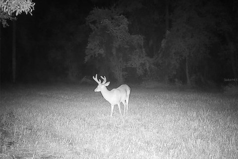 Land in Ocklawaha, Florida № 1308197 - photo 24