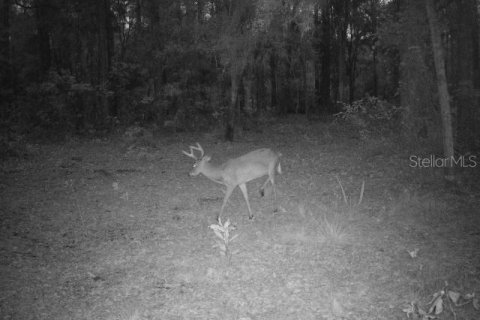 Land in Ocklawaha, Florida № 1308197 - photo 23