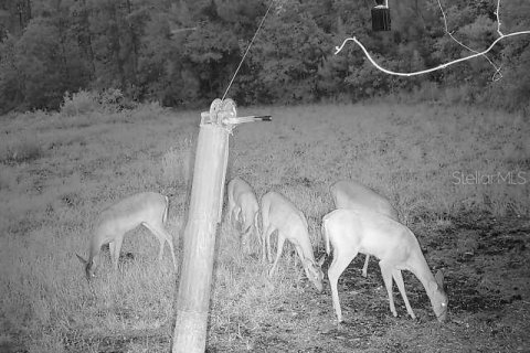 Land in Ocklawaha, Florida № 1308197 - photo 21