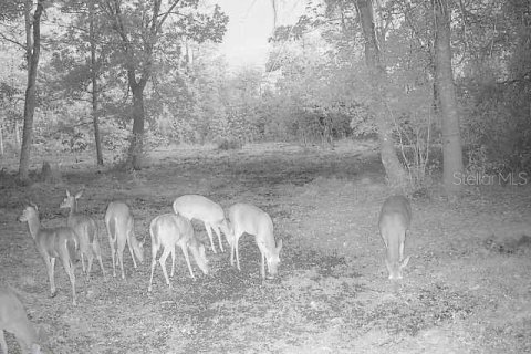 Land in Ocklawaha, Florida № 1308197 - photo 22