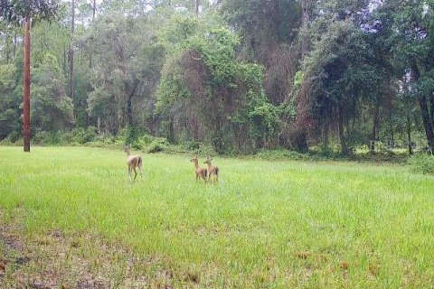 Terreno en venta en Ocklawaha, Florida № 1308197 - foto 26