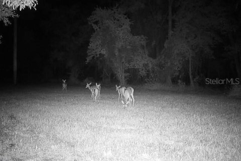 Terreno en venta en Ocklawaha, Florida № 1308197 - foto 25