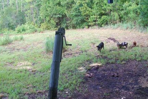 Land in Ocklawaha, Florida № 1308197 - photo 19